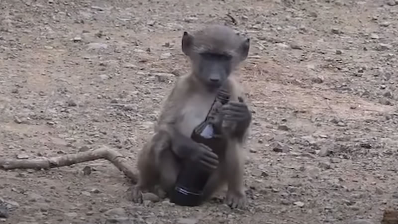 Молодой павиан нашёл бутылку из-под пива. Изображение: кадр из видео