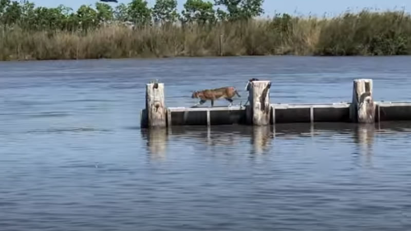 Дикая рысь совершила серию прыжков по опорам плотины. Изображение: кадр из видео