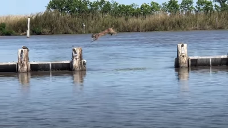 Дикая рысь совершила серию прыжков по опорам плотины. Изображение: кадр из видео