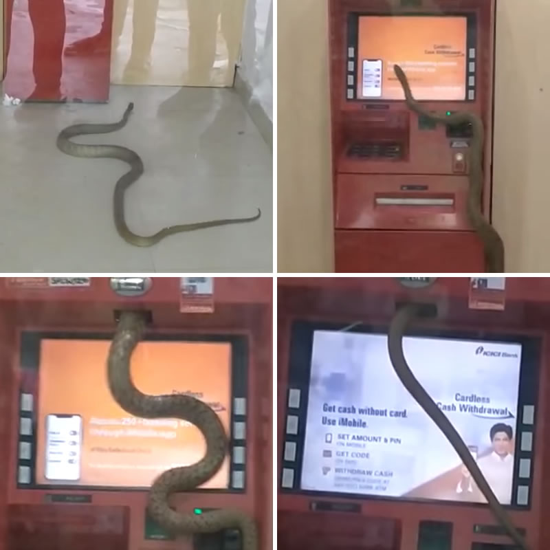 Крупная змея заползла внутрь банкомата. Изображение: кадры из видео