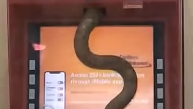 Крупная змея заползла внутрь банкомата. Изображение: кадр из видео