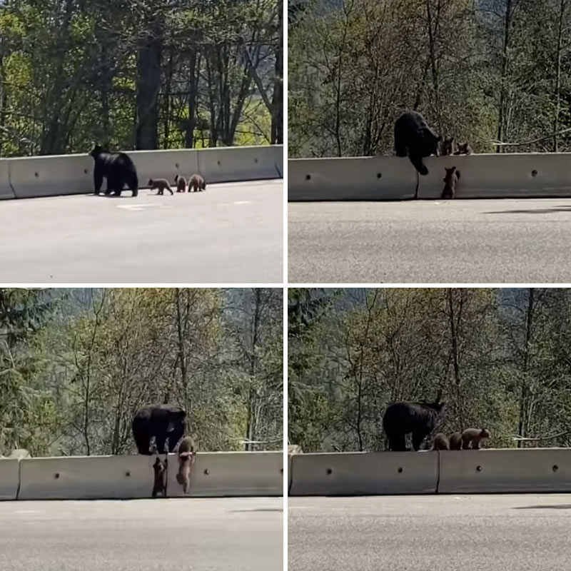 Медвежонок показал брату, как перелезть через высокое препятствие. Изображение: кадры из видео