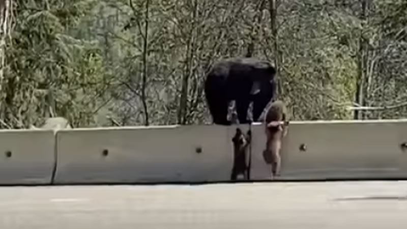 Медвежонок показал брату, как перелезть через высокое препятствие. Изображение: кадр из видео