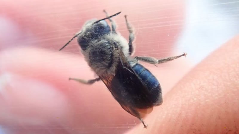 Голубая пчела Osmia calaminthae. Фото: Daniels Lab