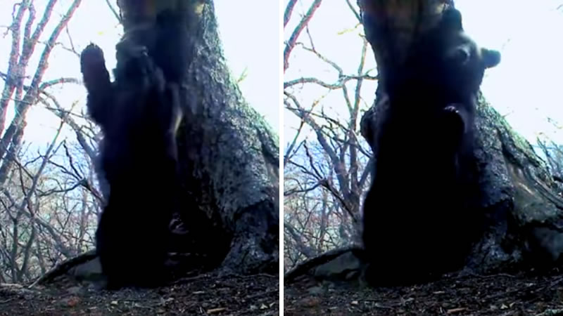 Медвежонок трётся спиной о дерево. Изображение: кадры из видео