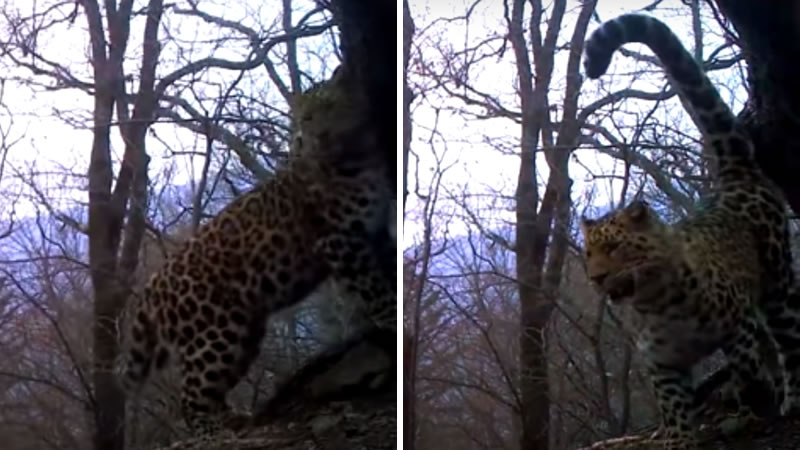 Попавший в объектив фотоловушки леопард. Изображение: кадры из видео