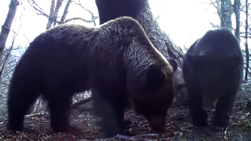 Любопытные медведи в заповеднике «Земля Леопарда». Изображение: кадр из видео
