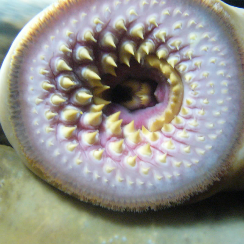 Зубы морской миноги