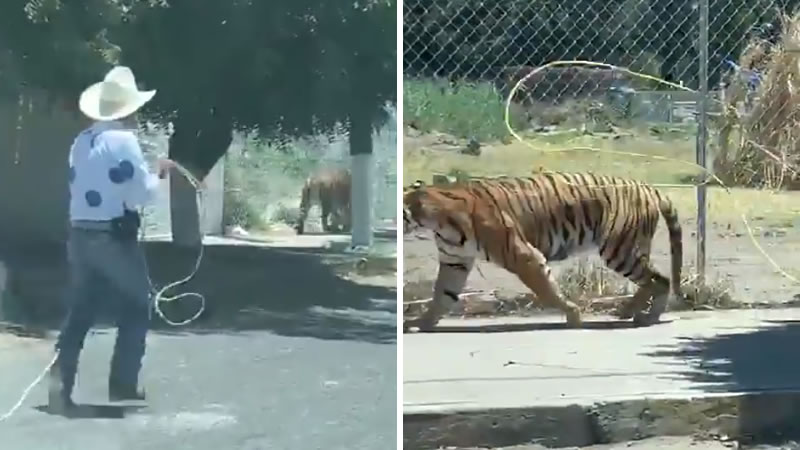 Мексиканец мастерски накинул лассо на шею сбежавшего тигра. Изображение: кадры из видео