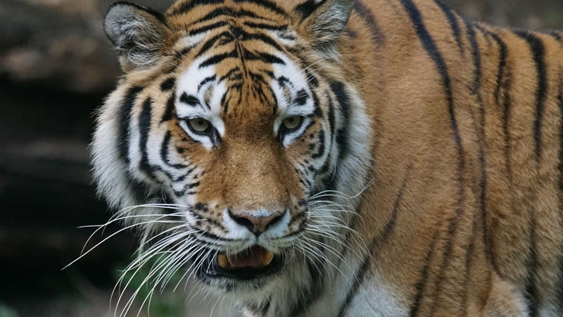 Мексиканец мастерски накинул лассо на шею сбежавшего тигра