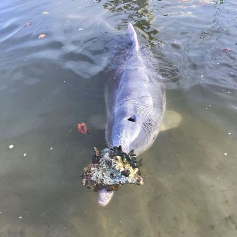 Дельфин Мистик поднял со дна моря очередной предмет