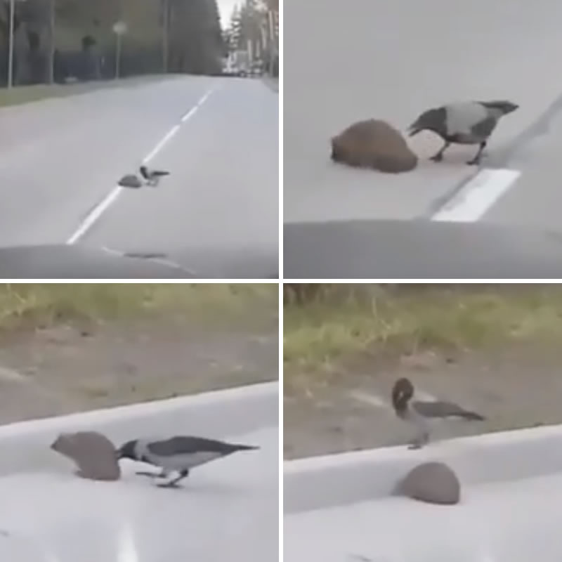 Ворона переводит ежа через дорогу. Изображение: кадры из видео
