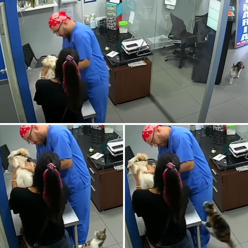 Кот по кличке Муни заступился за собаку и укусил ветеринара. Изображение: кадр из видео