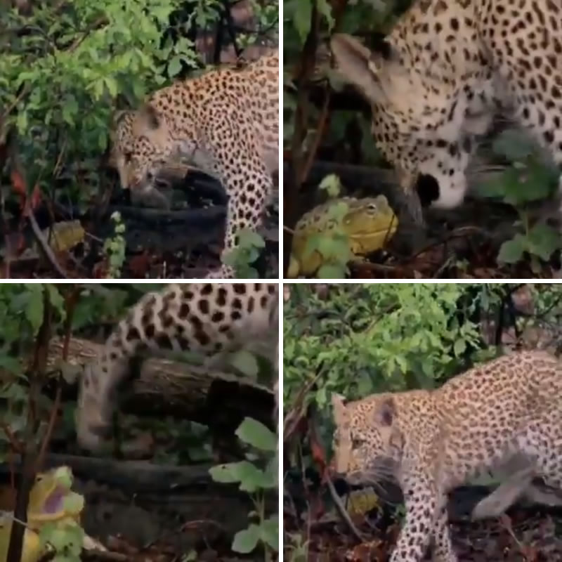Жаба дала отпор любопытному леопарду. Изображение: кадры из видео