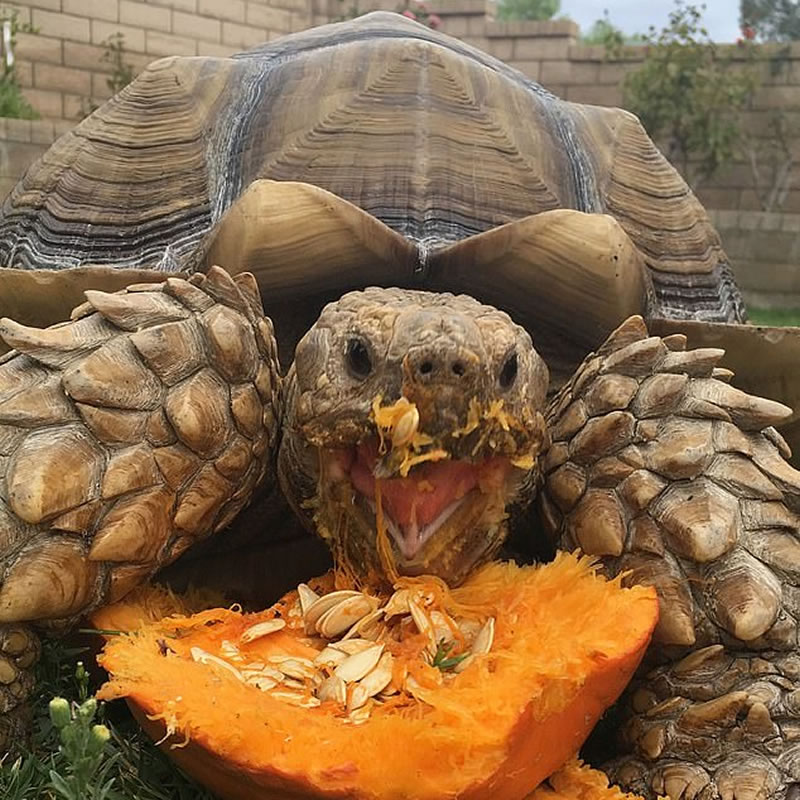Африканская шпороносная черепаха Рики Бобби. Фото: Kennedy News & Media
