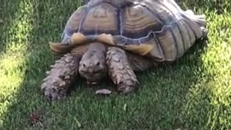 Африканская шпороносная черепаха Рики Бобби. Изображение: кадр из видео