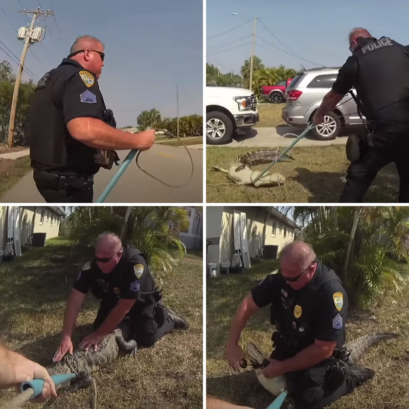 Тучный американский полицейский арестовывает крокодила. Изображение: кадры из видео