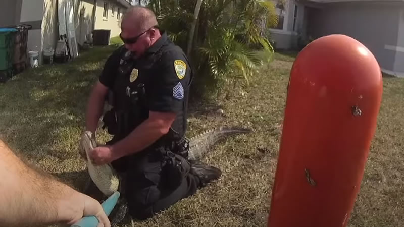 Тучный американский полицейский арестовывает крокодила. Изображение: кадр из видео