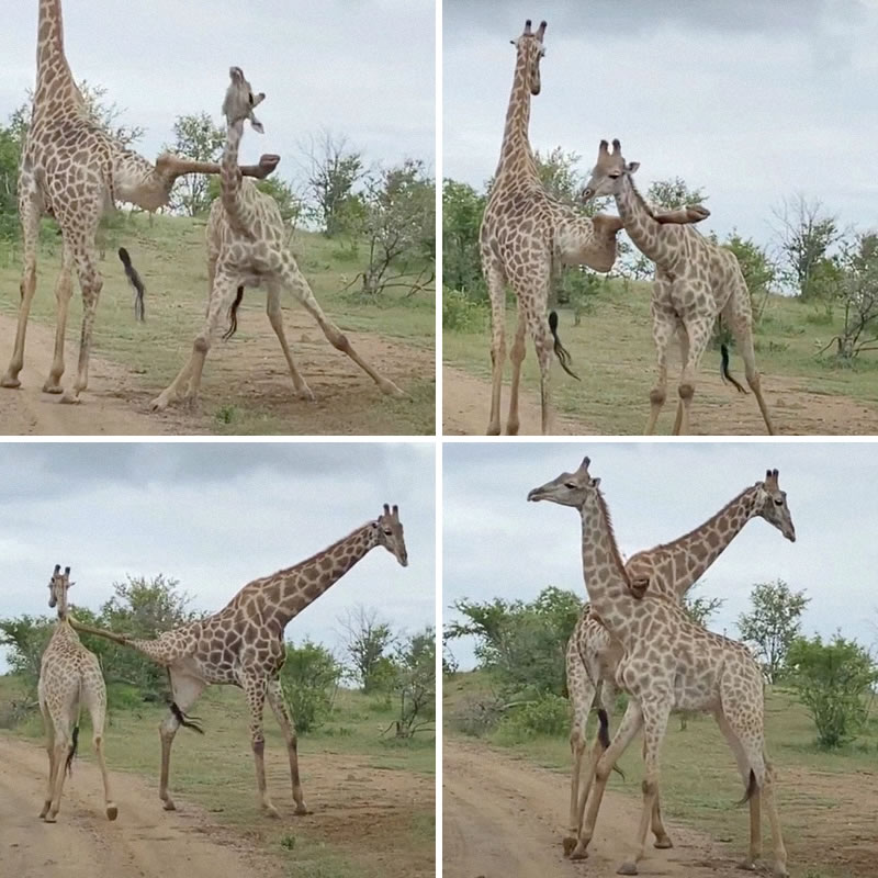 Необычная драка жирафов в Национальном парке Замбези. Изображение: кадры из видео
