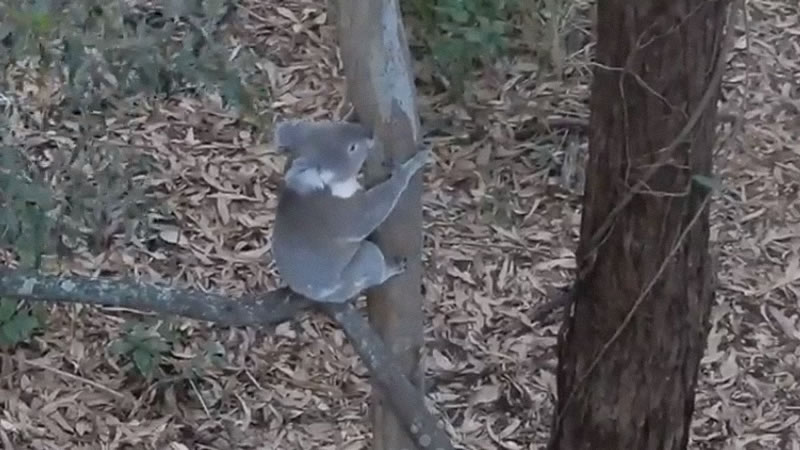 Потерпевшая поражение агрессивная коала покинула поле боя. Изображение: кадр из видео