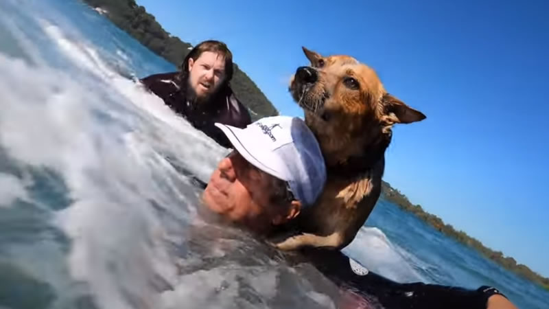 Серфингист Васко Веллез с собакой на спине. Изображение: кадр из видео