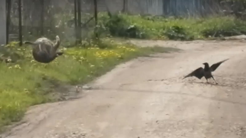 Ворона спровоцировала двух котов начать разборку за территорию. Изображение: кадры из видео