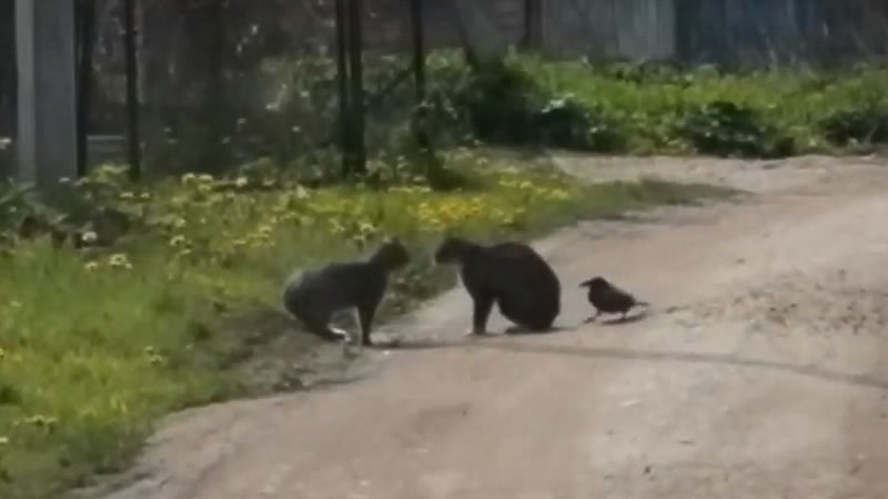 Ворона спровоцировала двух котов начать разборку за территорию. Изображение: кадр из видео