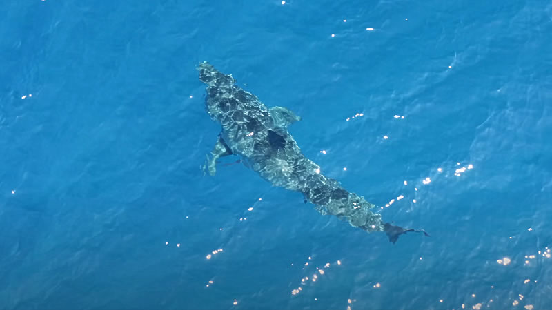 Большая белая акула у берегов полуострова Калифорния. Изображение: кадр из видео