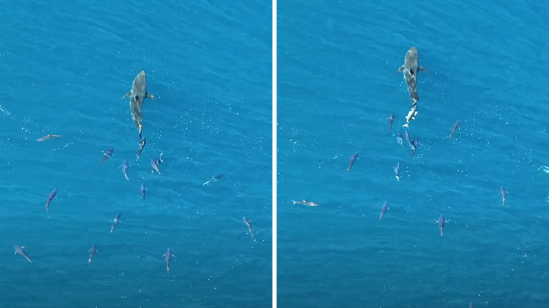 Желтопёрые тунцы догнали акулу-людоеда и почесались о её хвост. Изображение: кадры из видео