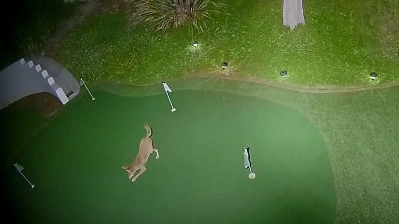 Игривый койот на поле для гольфа. Изображение: кадр из видео