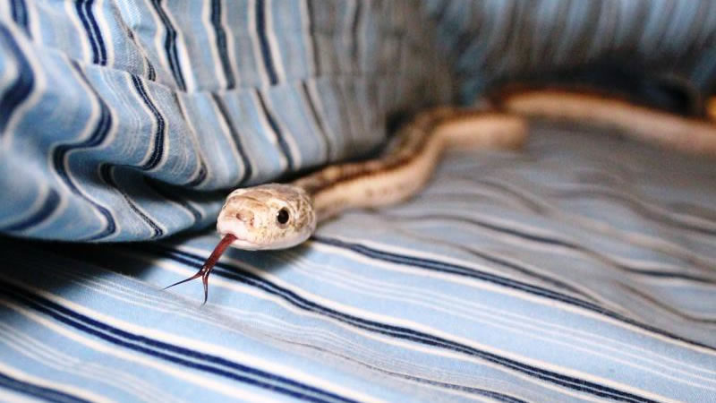 Индус обнаружил у себя в спальне выводок из сорока змей