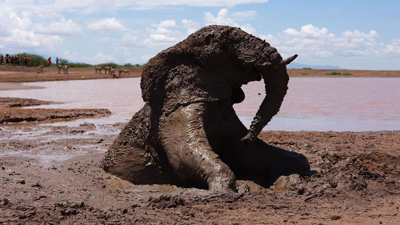 Молодой слон едва не утонул в вязкой грязи. Фото: David Chancellor