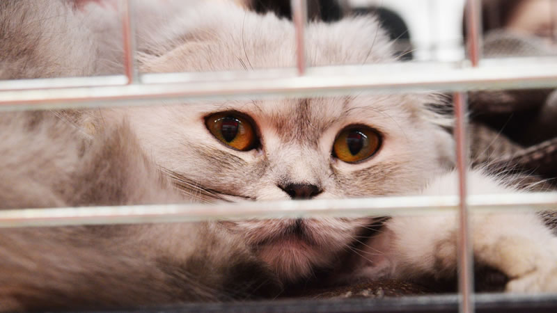 Сотни предназначенных для употребления в пищу кошек спасли от незавидной участи