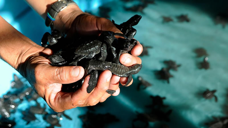 Детёныши оливковых черепах. Фото: Luis Galdamez / Reuters