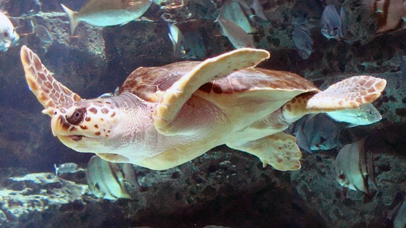 Головастая морская черепаха, или логгерхед