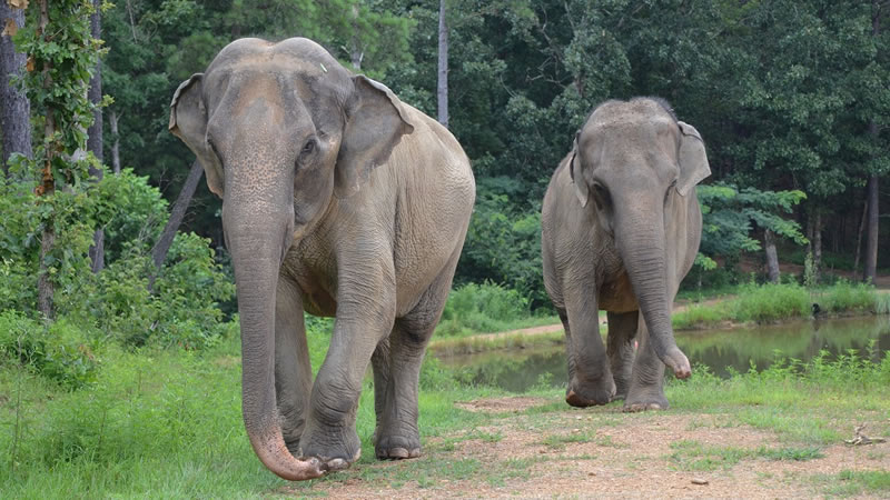 Житель Индии завещал двум слонам половину своего состояния