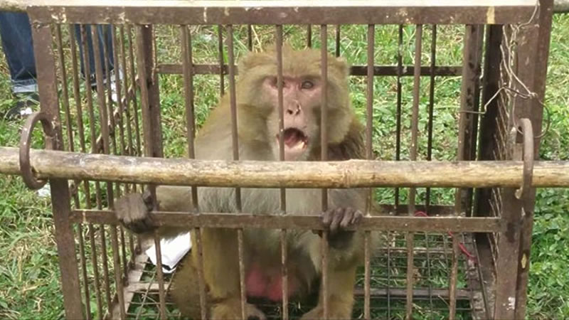 Агрессивный примат по кличке Калуа проведёт остаток жизни в клетке