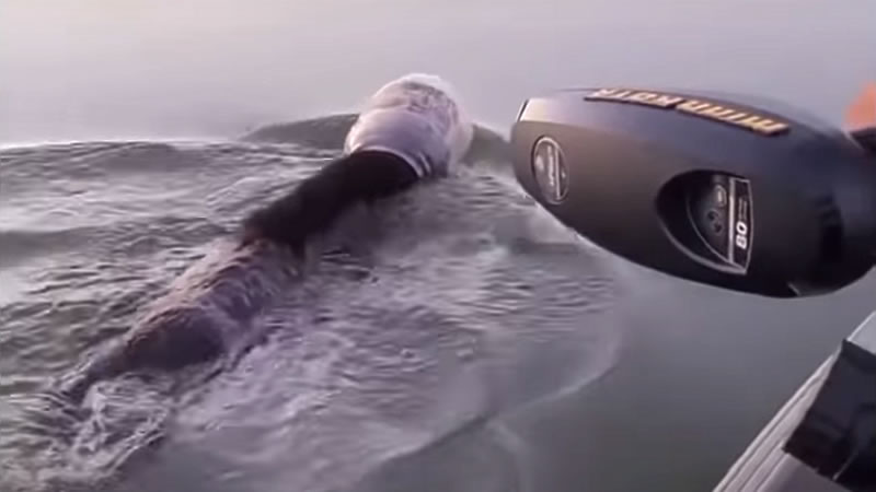 Медвежонок с пластиковой банкой на голове переплывает озеро Марш-Миллер. Изображение: кадр из видео