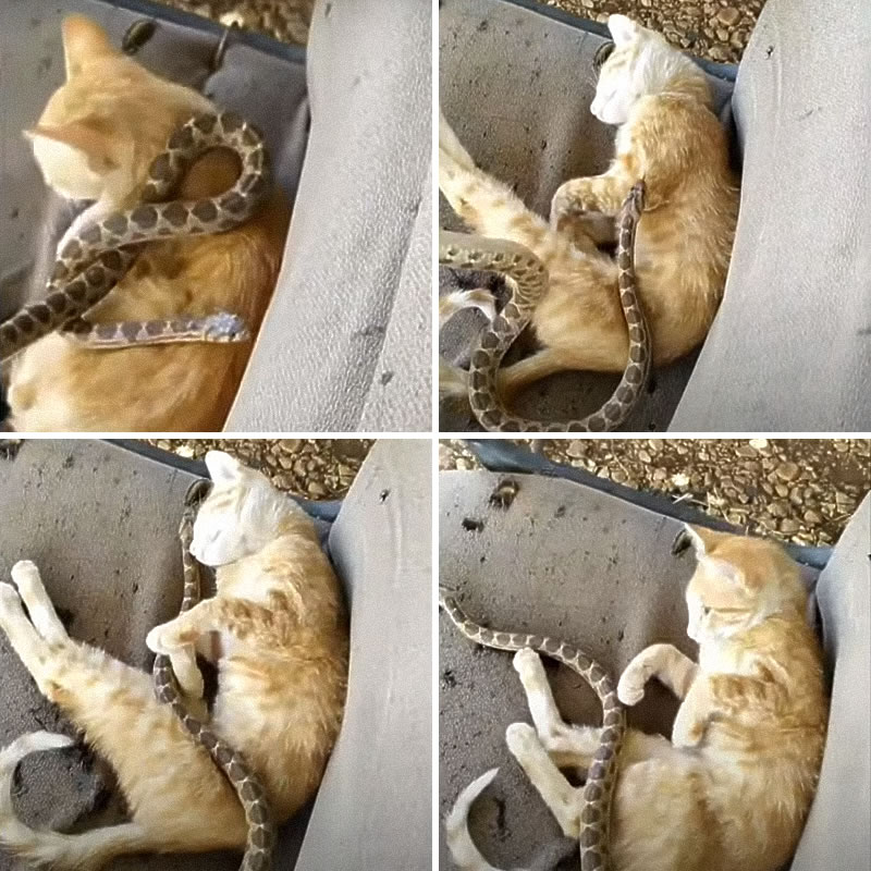 Сонный кот обнял подброшенную ему змею. Изображение: кадры из видео