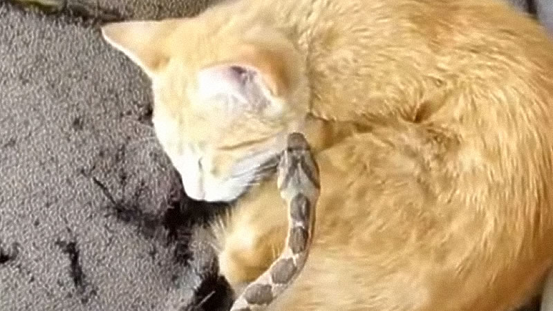 Мужчина подбросил змею мирно спавшему коту. Изображение: кадр из видео