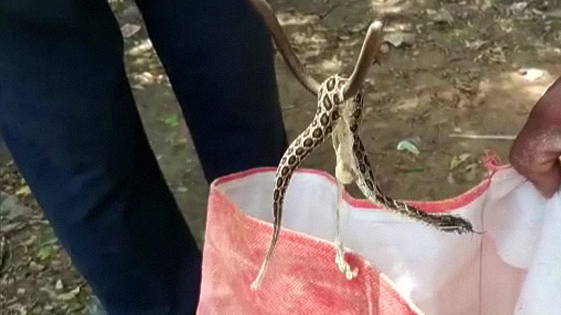 Цепочная гадюка родила 35 змеёнышей в ванной комнате жителя Индии. Изображение: кадр из видео
