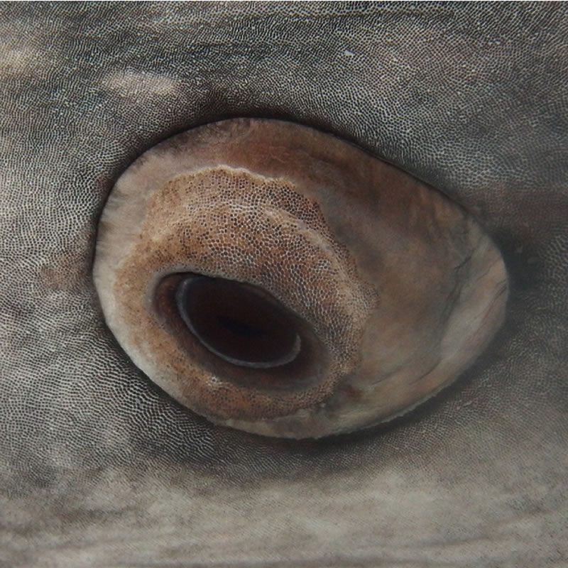 Китовые акулы защищают глаза с помощью крошечных зубов. Фото: PLoS ONE