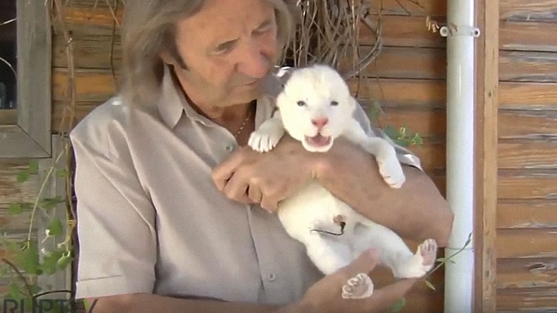 В испанском зоопарке родился львёнок необычного белого окраса. Изображение: кадр из видео