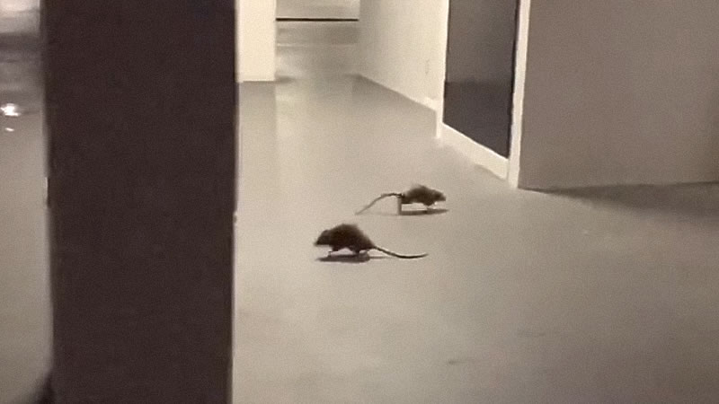 Закончив поединок, крысы разбежались в разные стороны. Изображение: кадр из видео