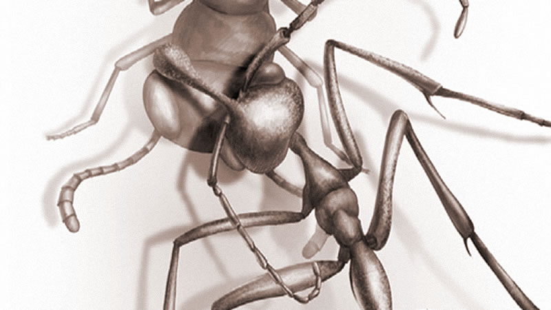 Адский муравей (Ceratomyrmex ellenbergeri) с добычей