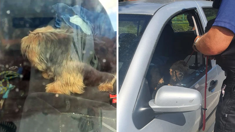 Британец разбил топором стекло автомобиля, чтобы спасти от жары запертую внутри собаку. Изображение: кадры из видео