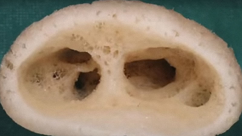 Голова подводного «инопланетянина». Изображение: кадр из видео