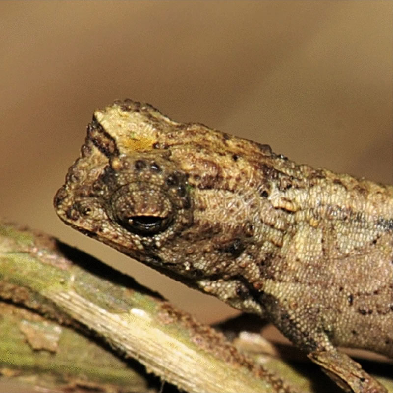 Brookesia nana - самая маленькая в мире рептилия. Фото: All-nature.com