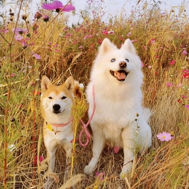 Собака-поводырь Тина и слепая самоедская лайка Мэнгмэнг. Фото: Douyin/211737117