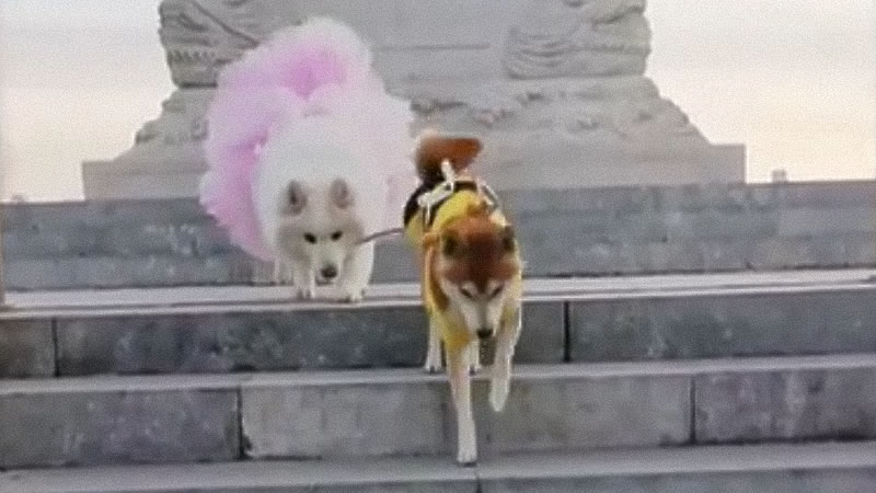 Собака-поводырь Тина ведёт на поводке слепую лайку Мэнгмэнг. Изображение: кадр из видео
